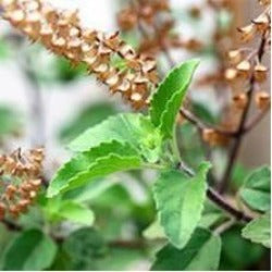 Lakshmi narrow-leaf basil essential oil (India) 10 ml