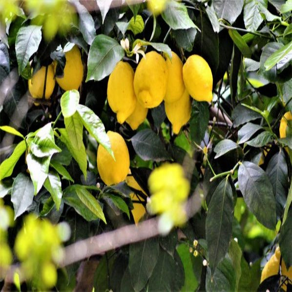 Lakshmi Itališko karčiavaisio citrinmedžio eterinis aliejus 10 ml